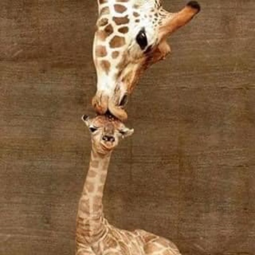 impure-deer189: Mother giraffe kissing baby giraffe on its head